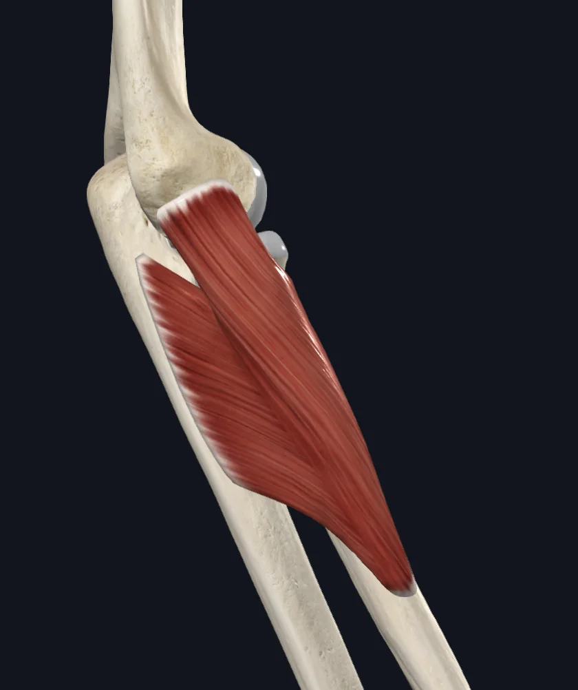 Supinator