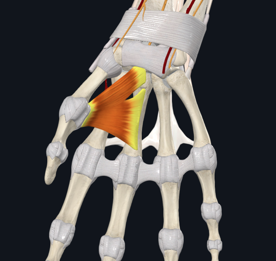 Adductor Pollicis (Right)