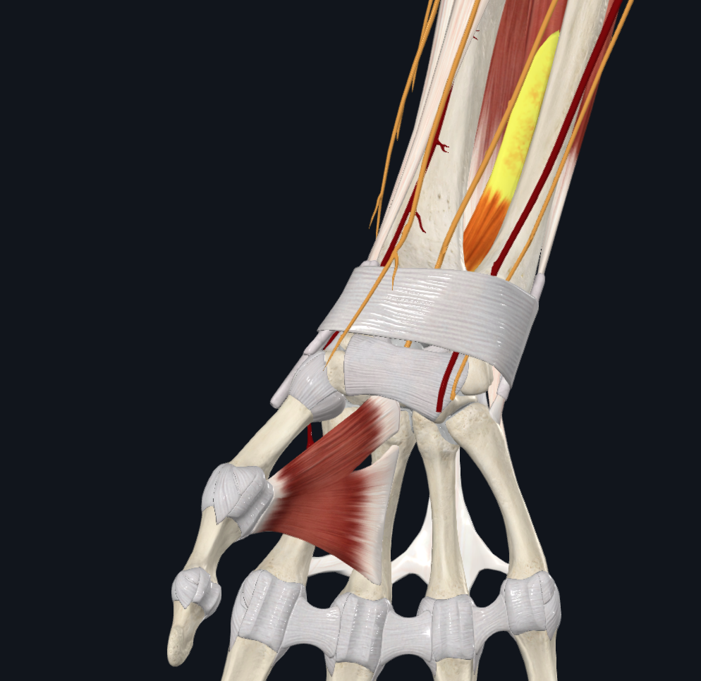 Extensor Indicis (Right)