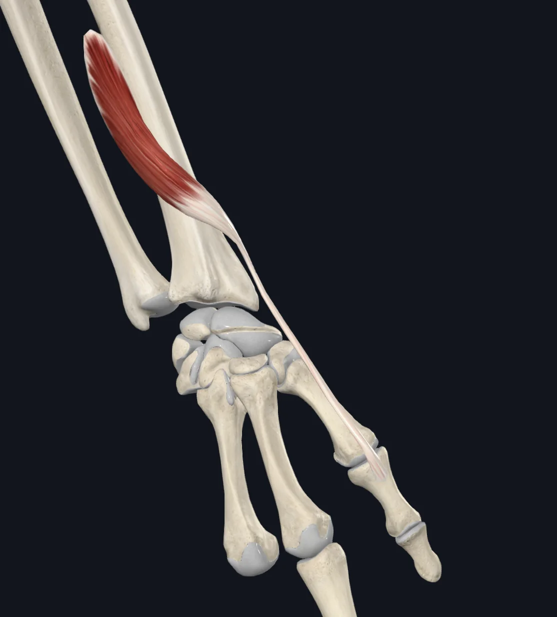 Extensor pollicis brevis muscle (right)