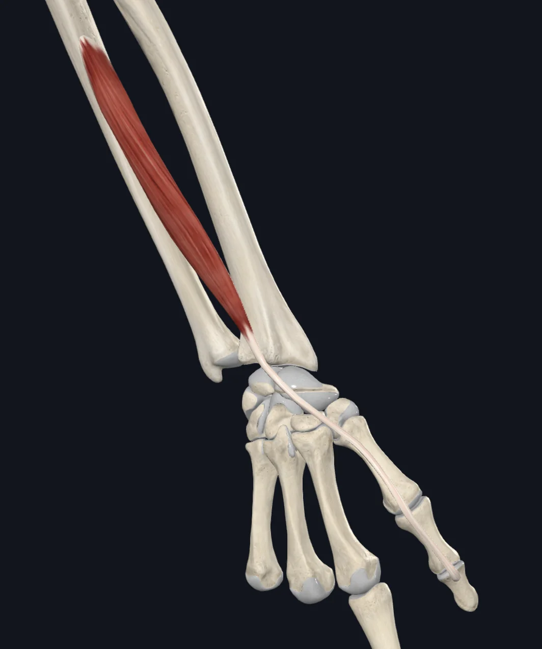 Extensor pollicis longus muscle