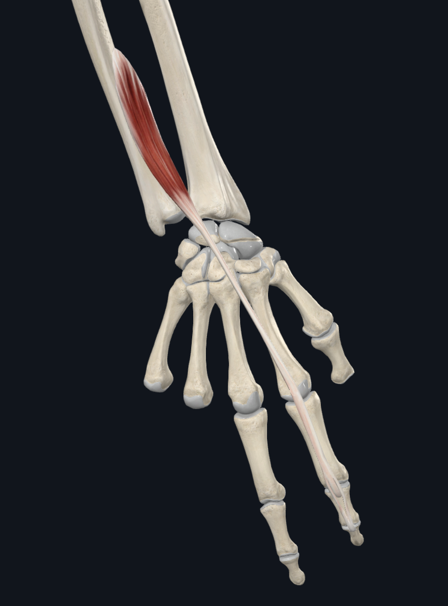 Extensor Indicis a