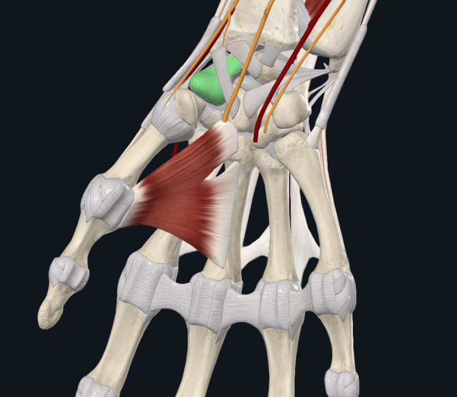 Scaphoid Bone (Right)