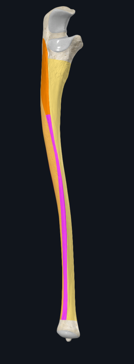 Interosseous border of Ulna