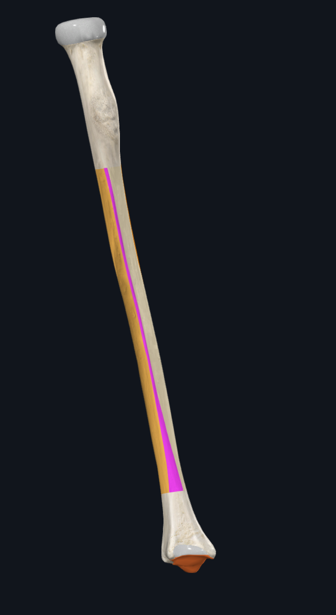 Interosseous border of Radius
