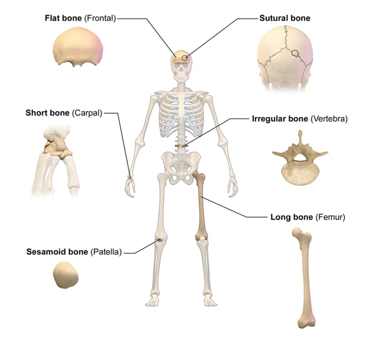 Bones Types