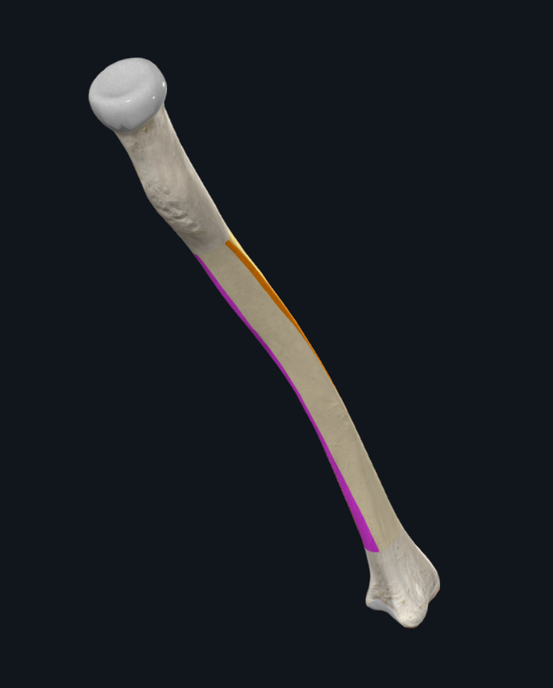 Interosseous border of Radius b