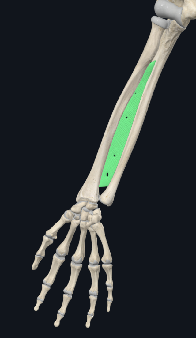 Interosseous Membrane of Forearm (Right)