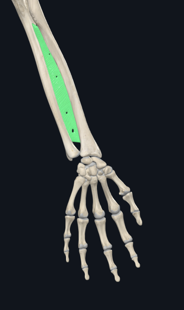 Interosseous Membrane of Forearm (Left)