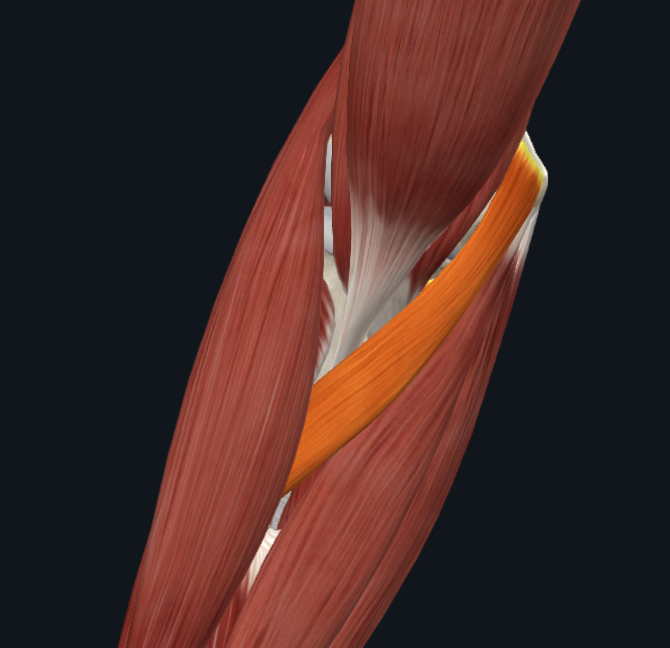 Pronator teres muscle (right)