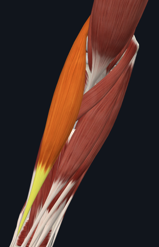 Brachioradialis muscle (right)