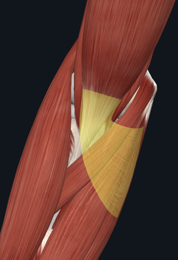 Bicipital aponeurosis (right)