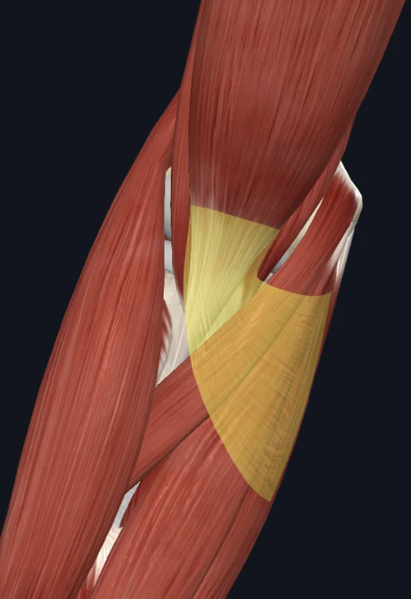 Bicipital aponeurosis (right)