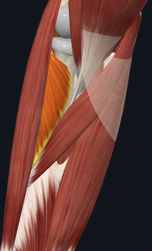 Supinator muscle (right)
