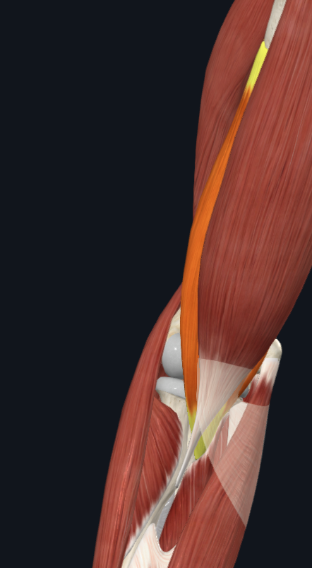 Brachialis muscle (right)