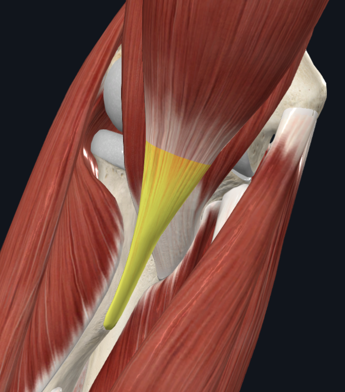 Biceps brachii tendon (right)