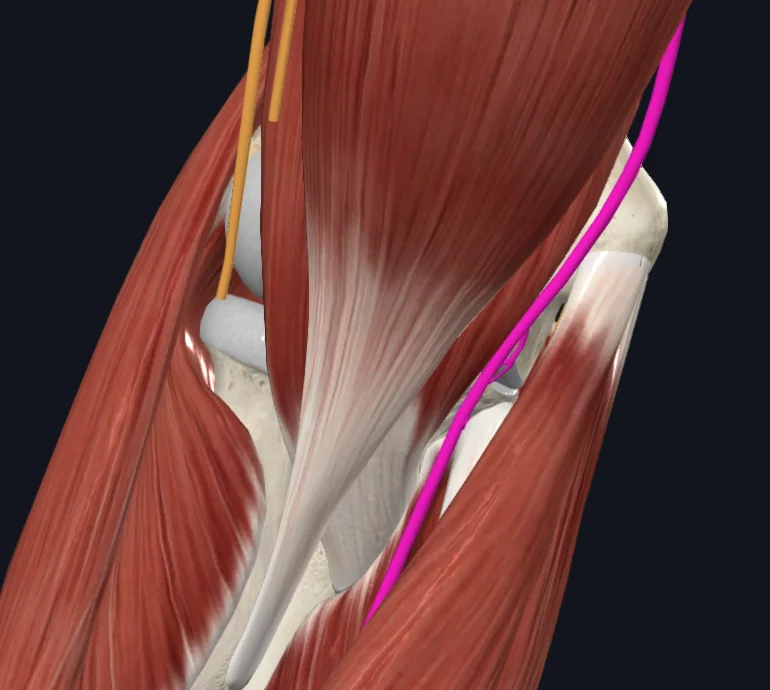 Median nerve (right)