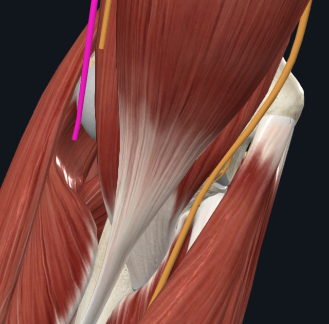 Radial nerve (right)