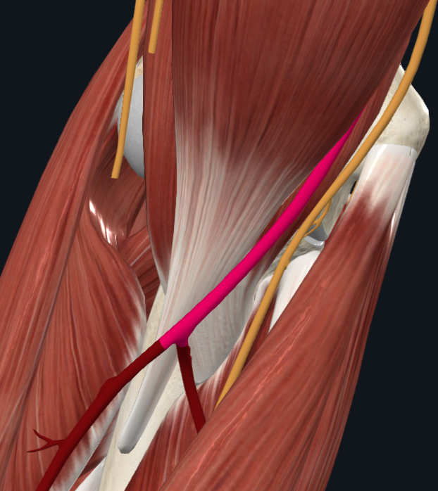 Brachial artery (right)