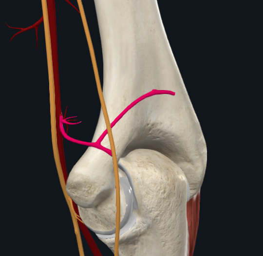 Inferior Ulnar Collateral Artery (Right)