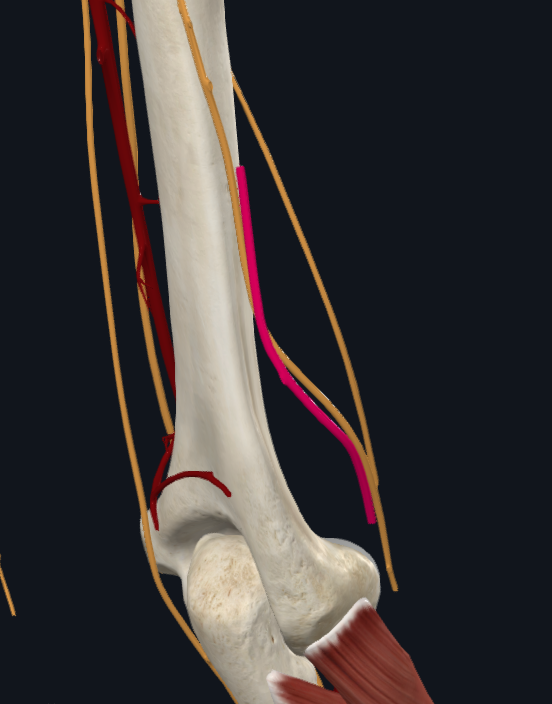Radial Collateral Artery (Right)