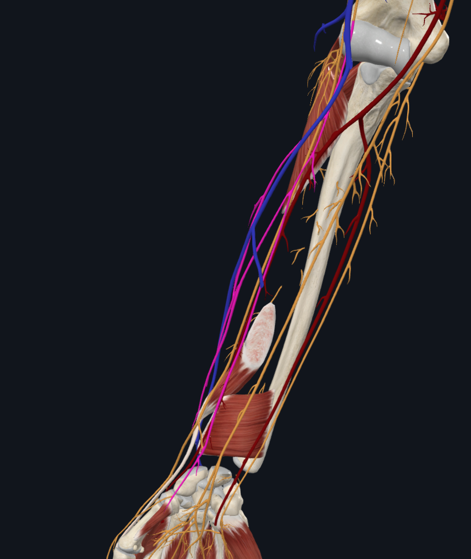 Lateral Antebrachial Cutaneous Nerve (Right)