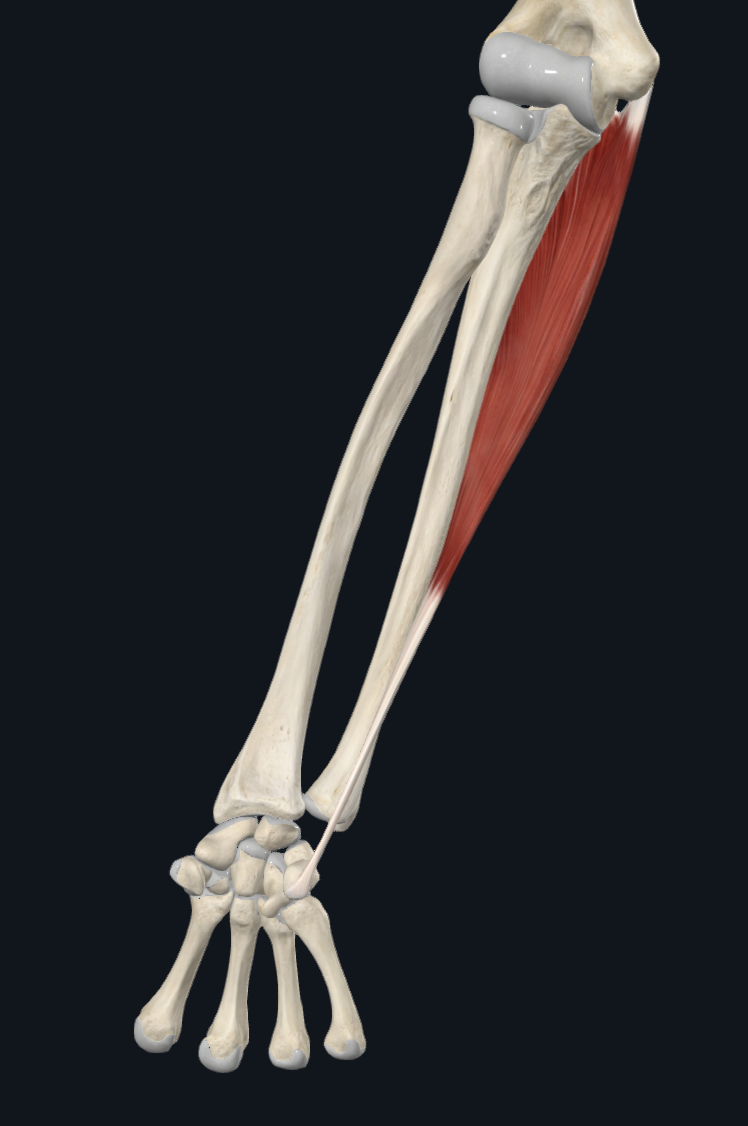 Flexor Carpi Ulnaris (Right)