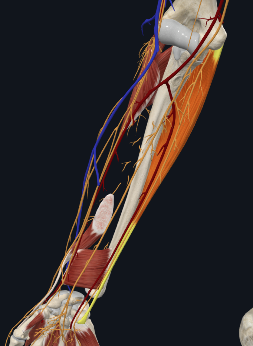 Flexor Carpi Ulnaris (Right) b