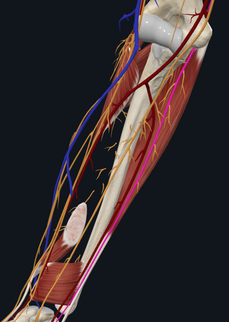 Ulnar Nerve (Right)
