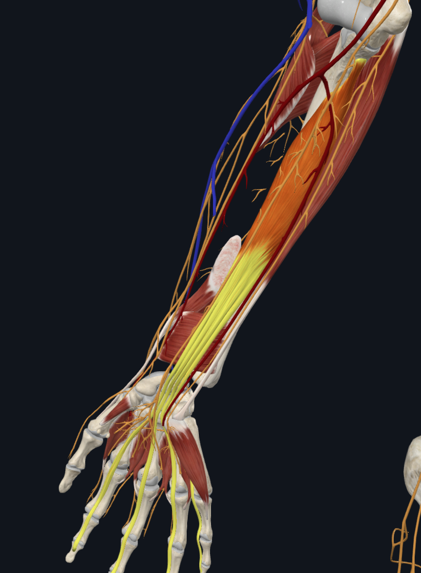 Flexor Digitorum Profundus (Right)