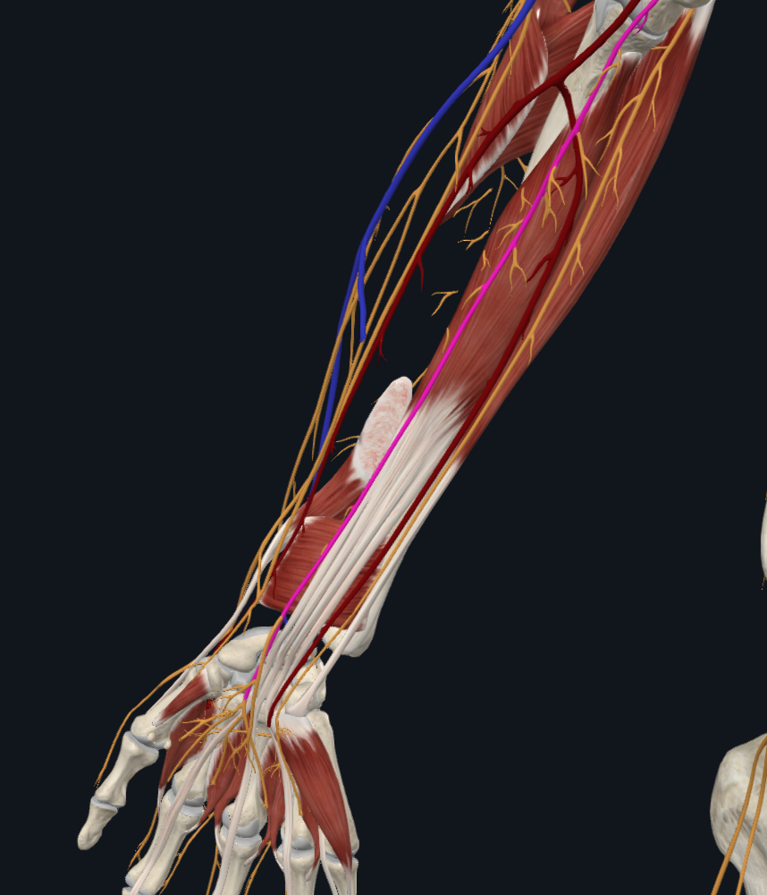 Median Nerve (Right)