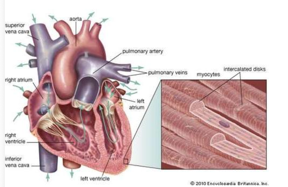 Myocardium