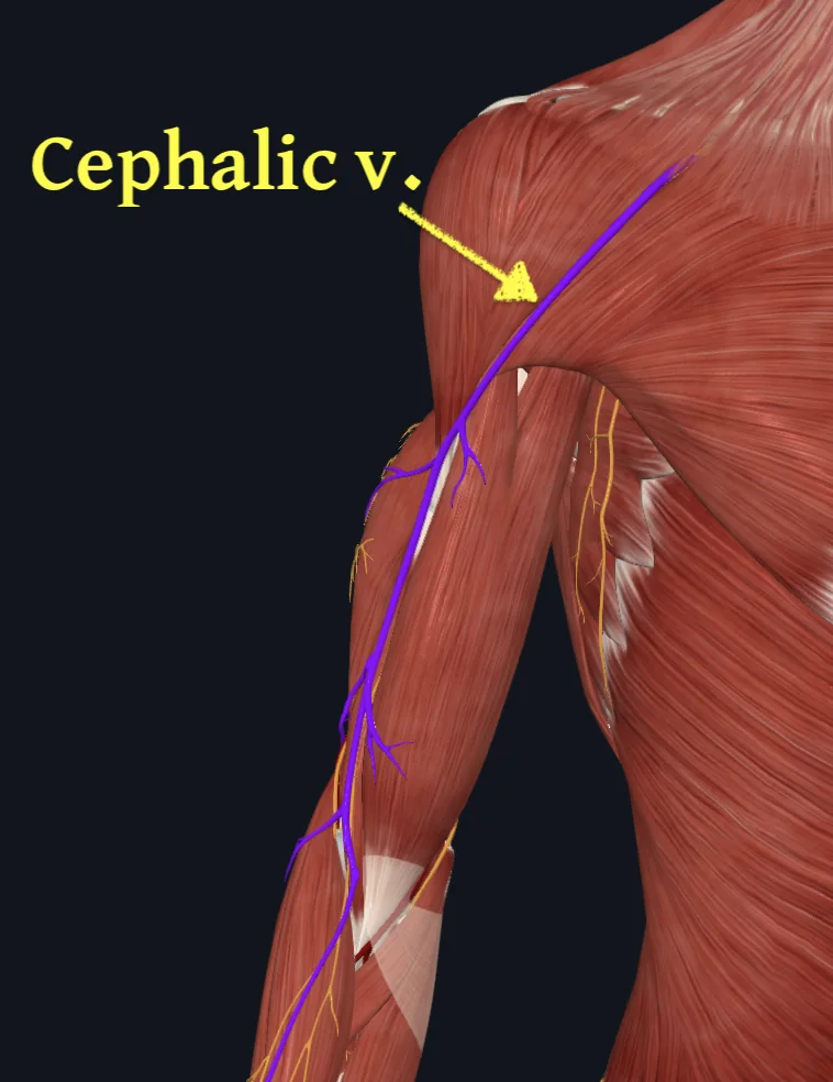 Cephalic vein