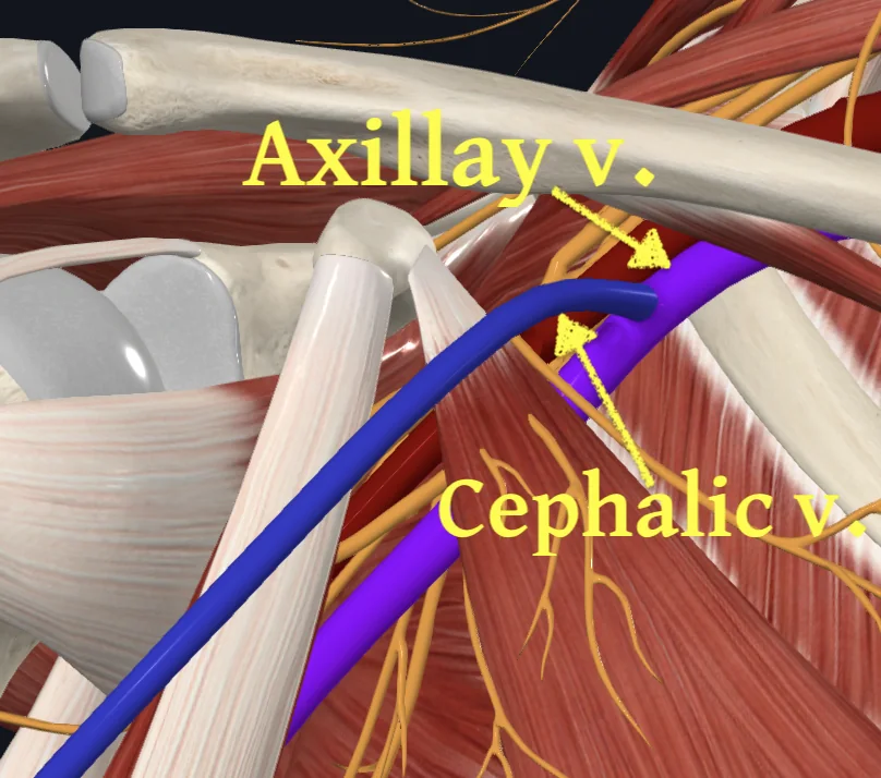 Axillary vein