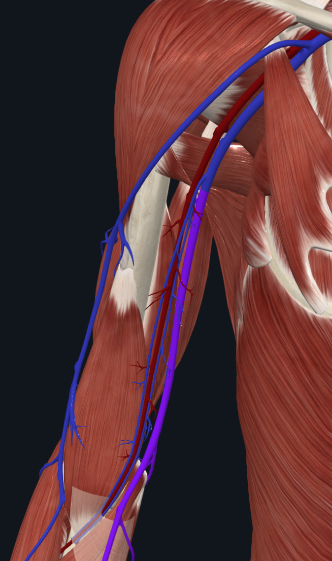 Basilic Vein (Right)