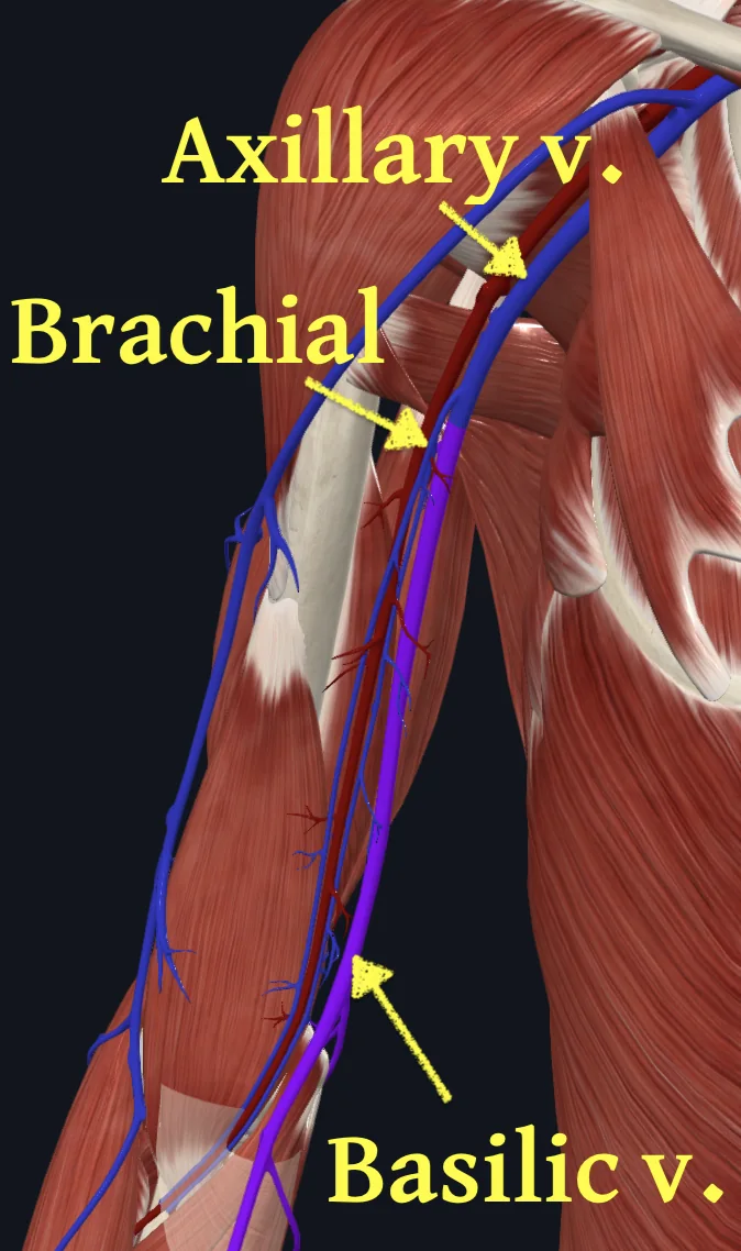 Basilic Vein (Right)