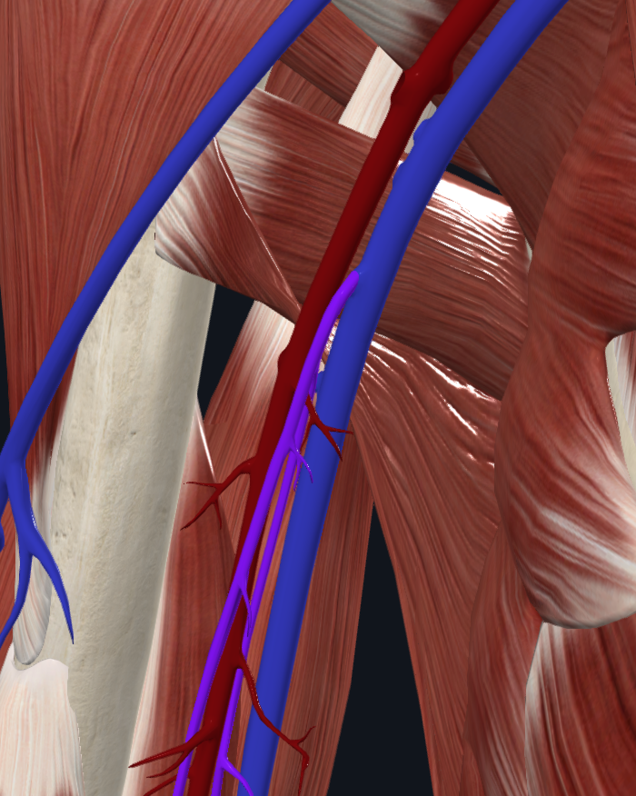 Brachial Veins (Right)