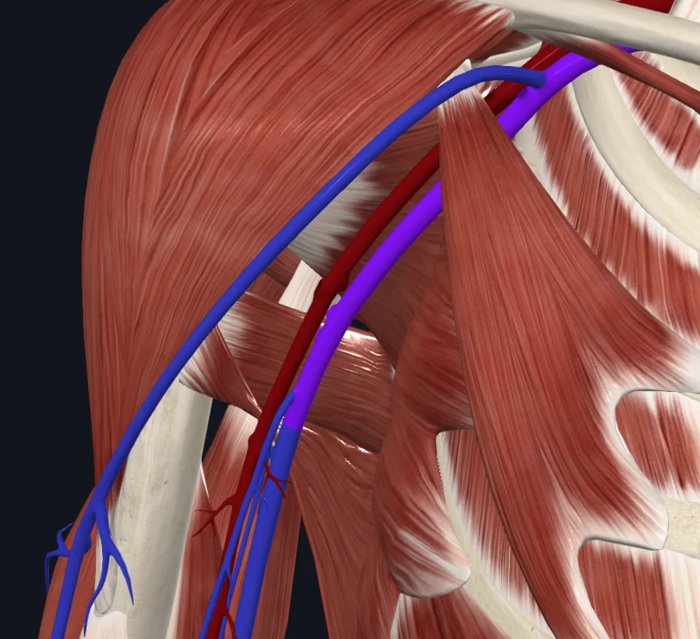 Axillary Vein (Right)