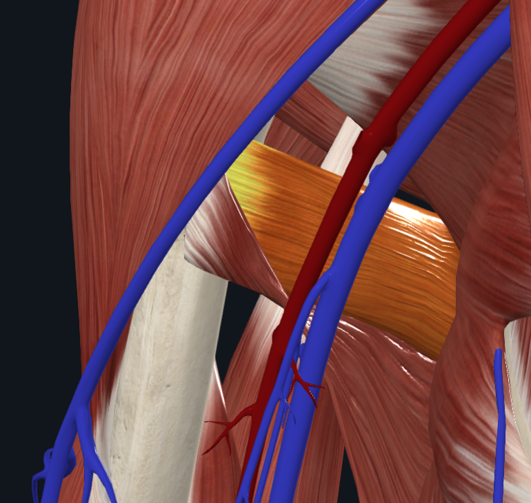 Teres Major Muscle (Right)