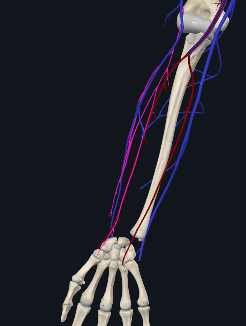 Lateral Antebrachial Cutaneous Nerve (Right)
