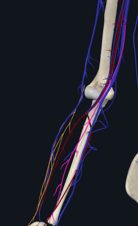 Anterior Branch of Medial Antebrachial Cutaneous Nerve (Right)