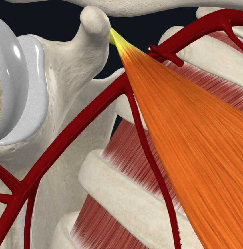 Pectoralis Minor Muscle (Right)