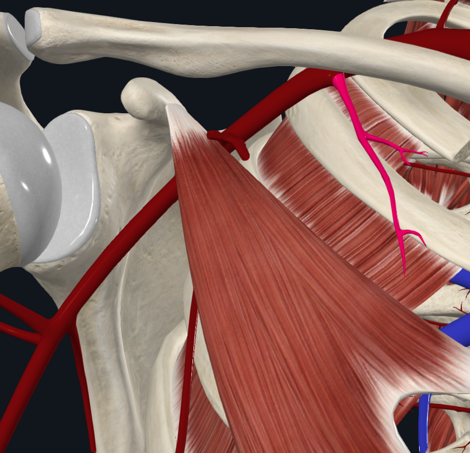 Superior Thoracic Artery (Right)