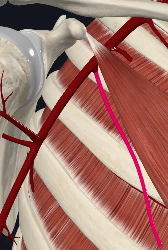 Lateral thoracic artery (right)