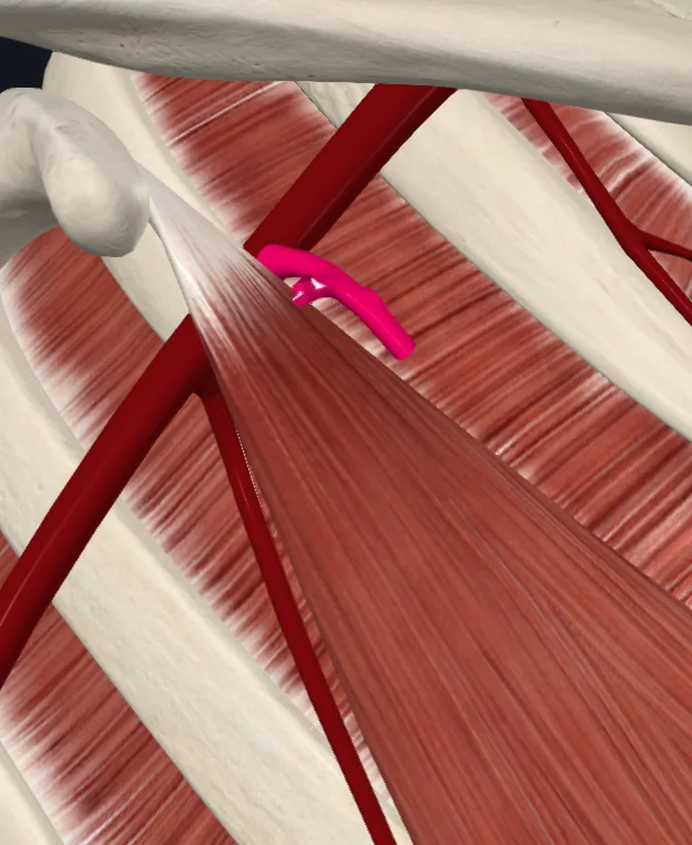 Thoracoacromial artery (right)