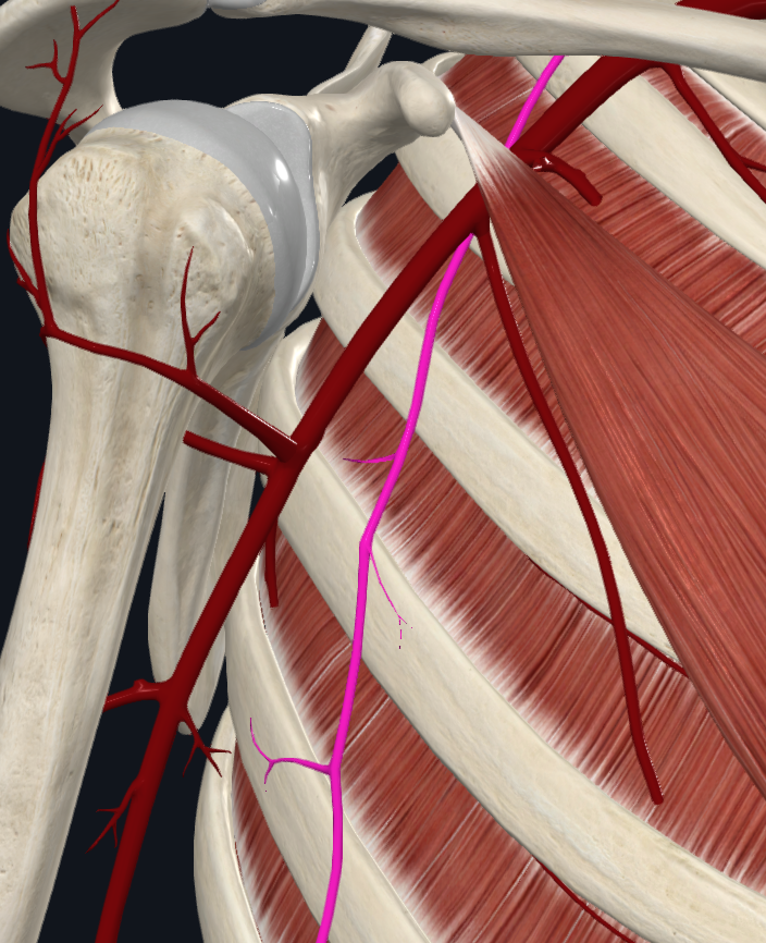 Long Thoracic Nerve (Right)