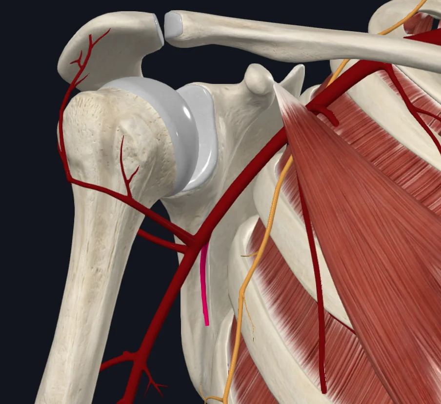Subscapular artery (right)