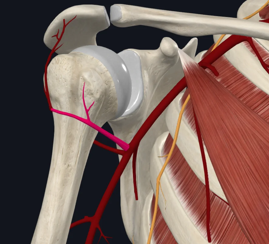 Anterior circumflex humeral artery (right)