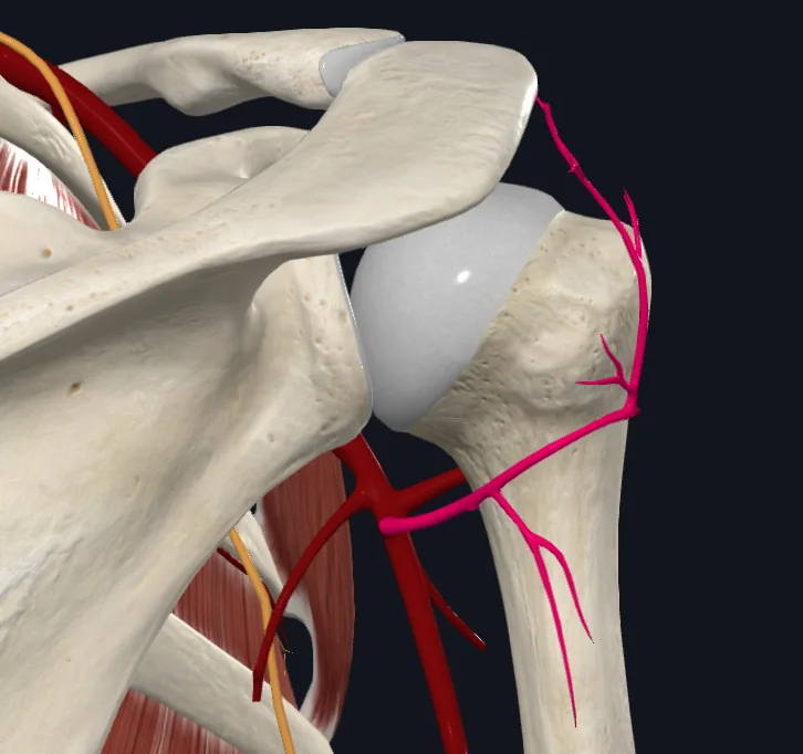 Posterior circumflex humeral artery (right)