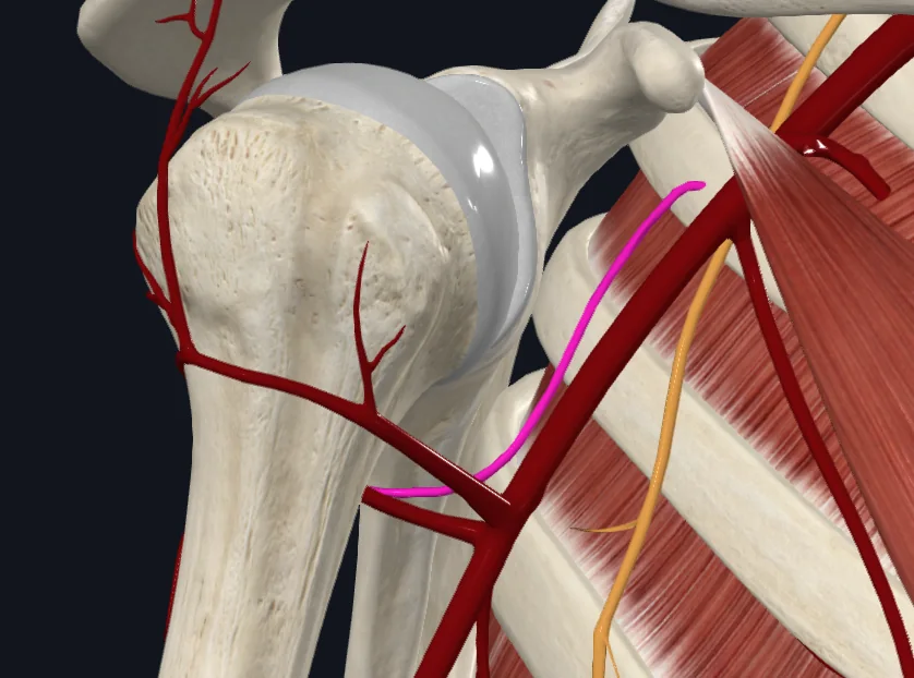 Axillary Nerve (Right)